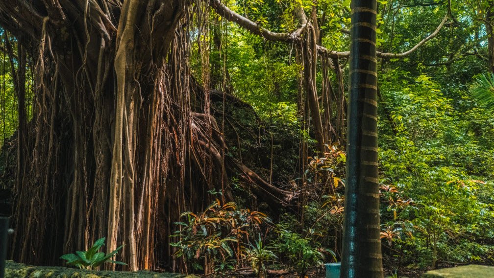 Welchman Hall Gully, Saint Thomas, Barbados